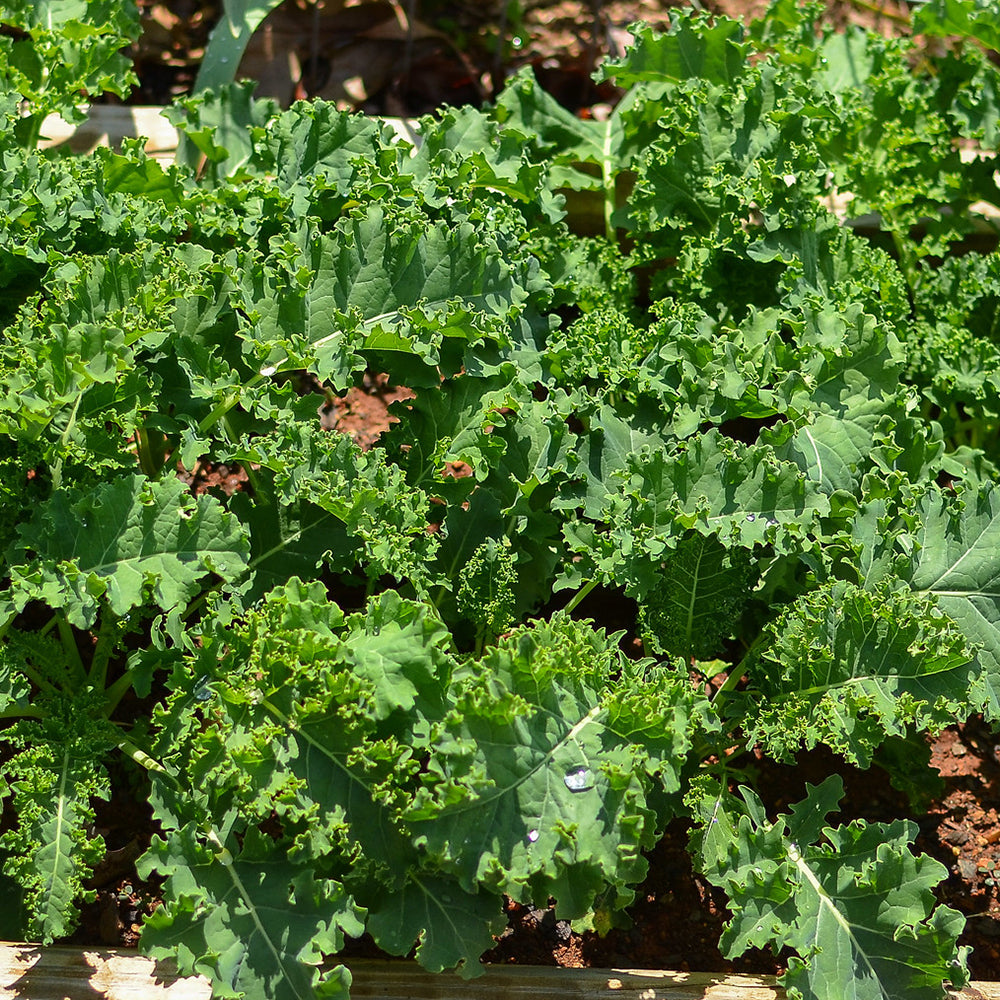 Kale vates curled blue- Organic