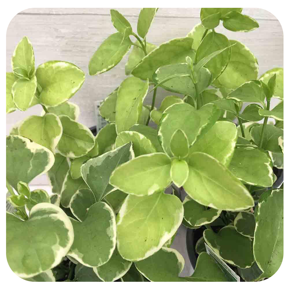 Vinca Vine (Vinca major)