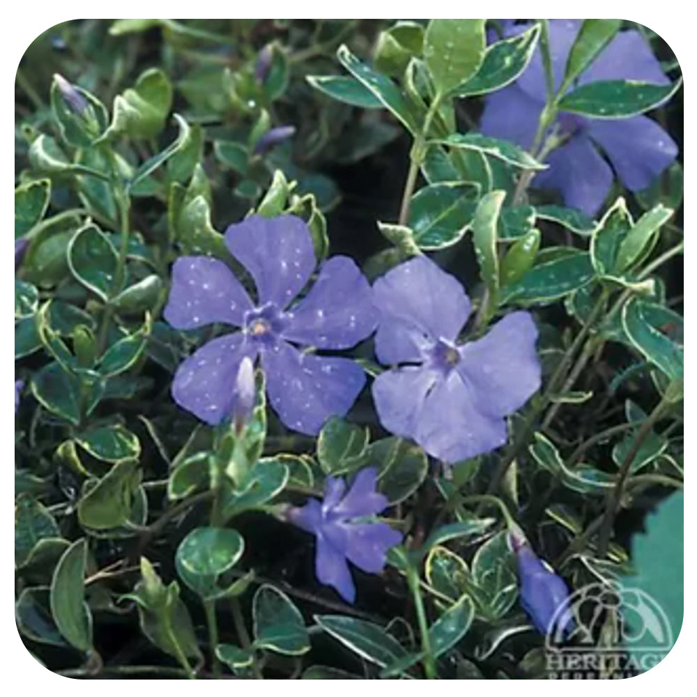 Variegated Periwinkle 'Ralph Shugert' (Vinca Minor/ Myrtle)