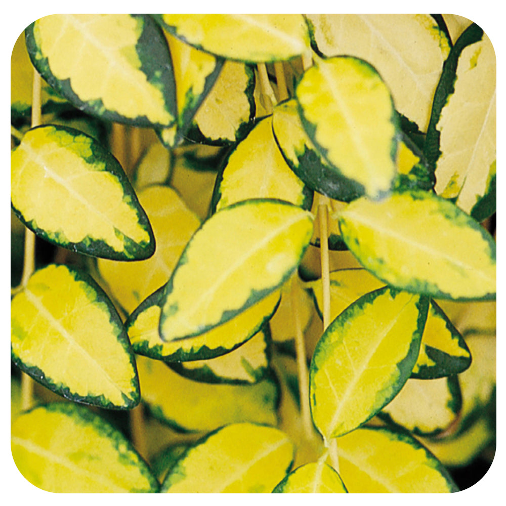 Variegated Periwinkle 'Illumination' (Vinca Minor/ Myrtle)