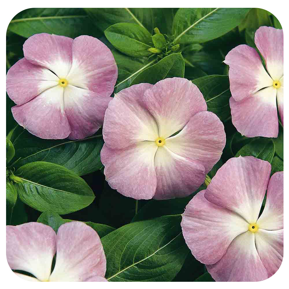 Vinca