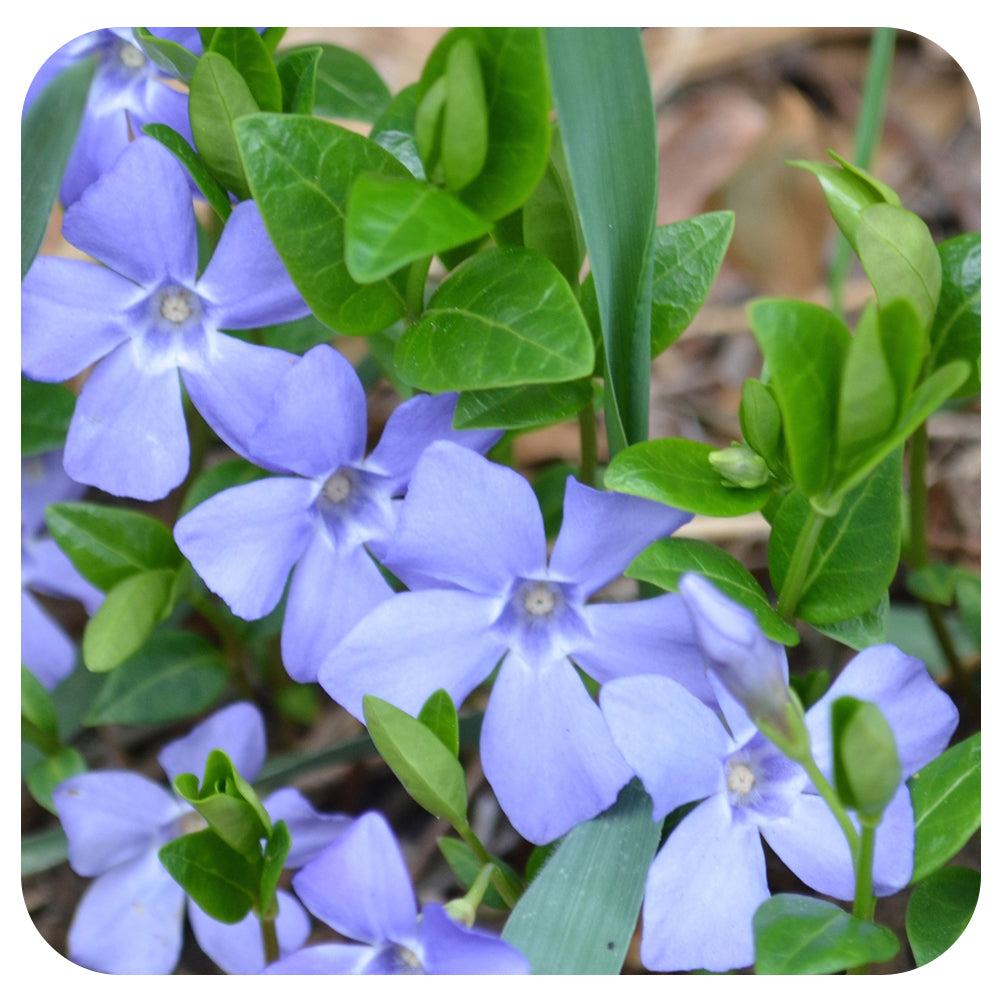 Periwinkle (Vinca Minor/ Myrtle)