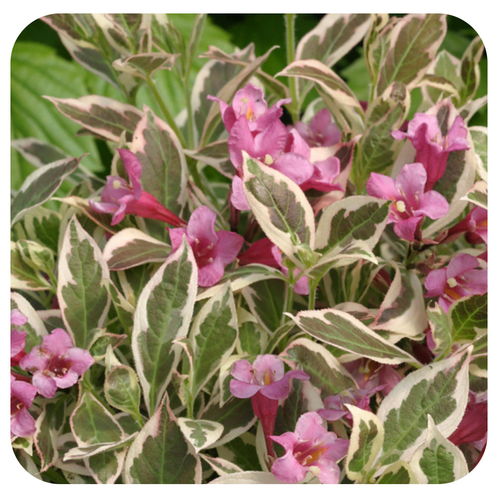 Weigela Florida 'My Monet'