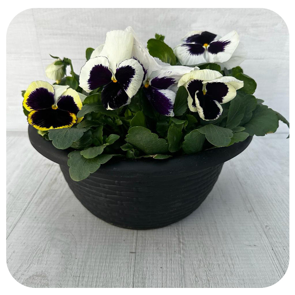 Pansy Bowl