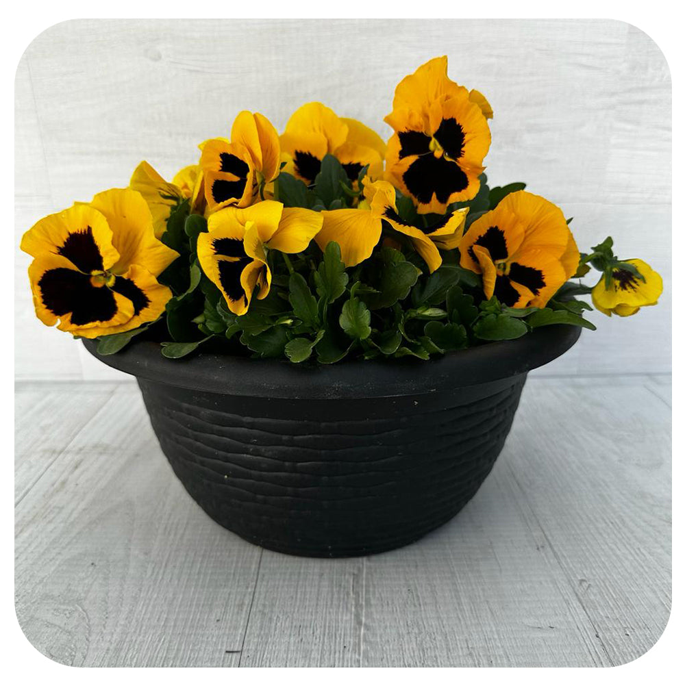 Pansy Bowl