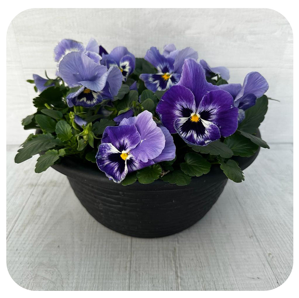 Pansy Bowl