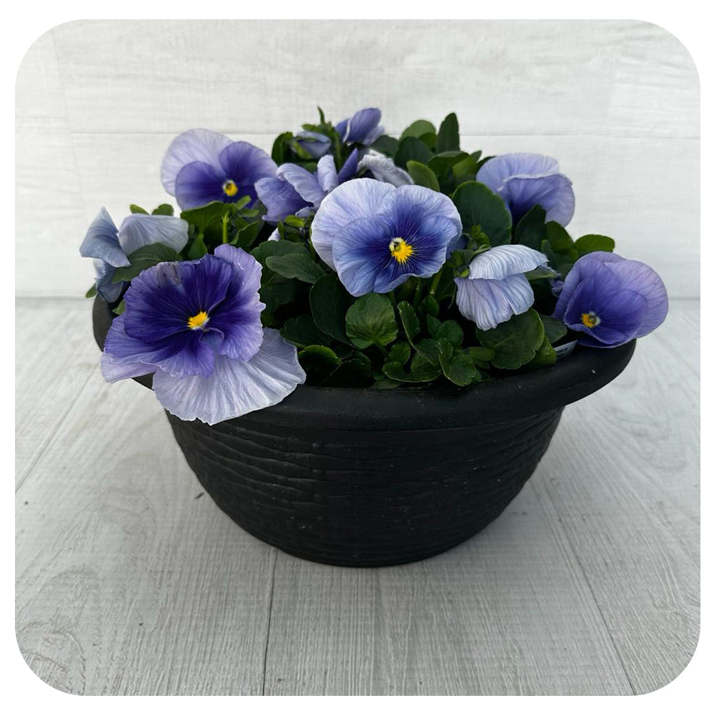 Pansy Bowl