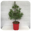 Potted White Pine