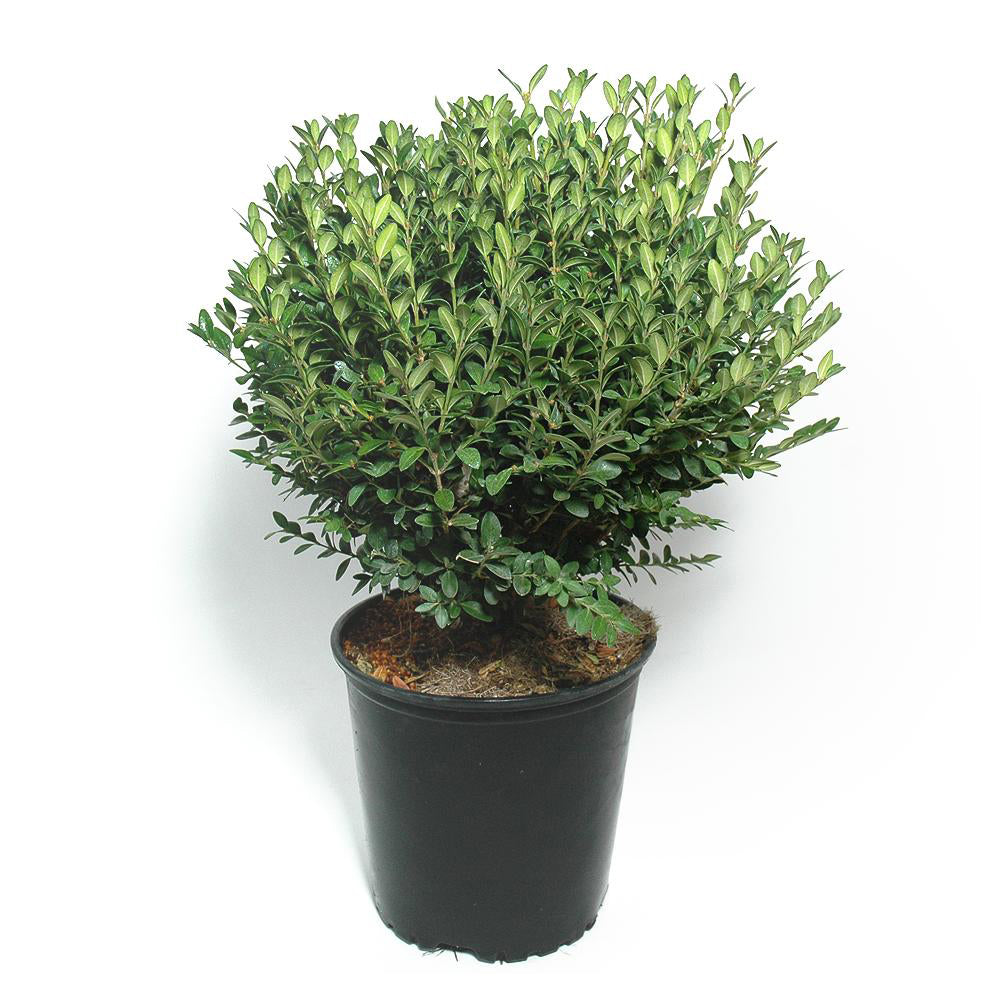 Boxwood Green Mountain (Buxus Green Mountain)