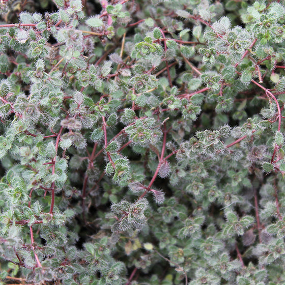 Woolly thyme (Thymus pseudolanuginosus)