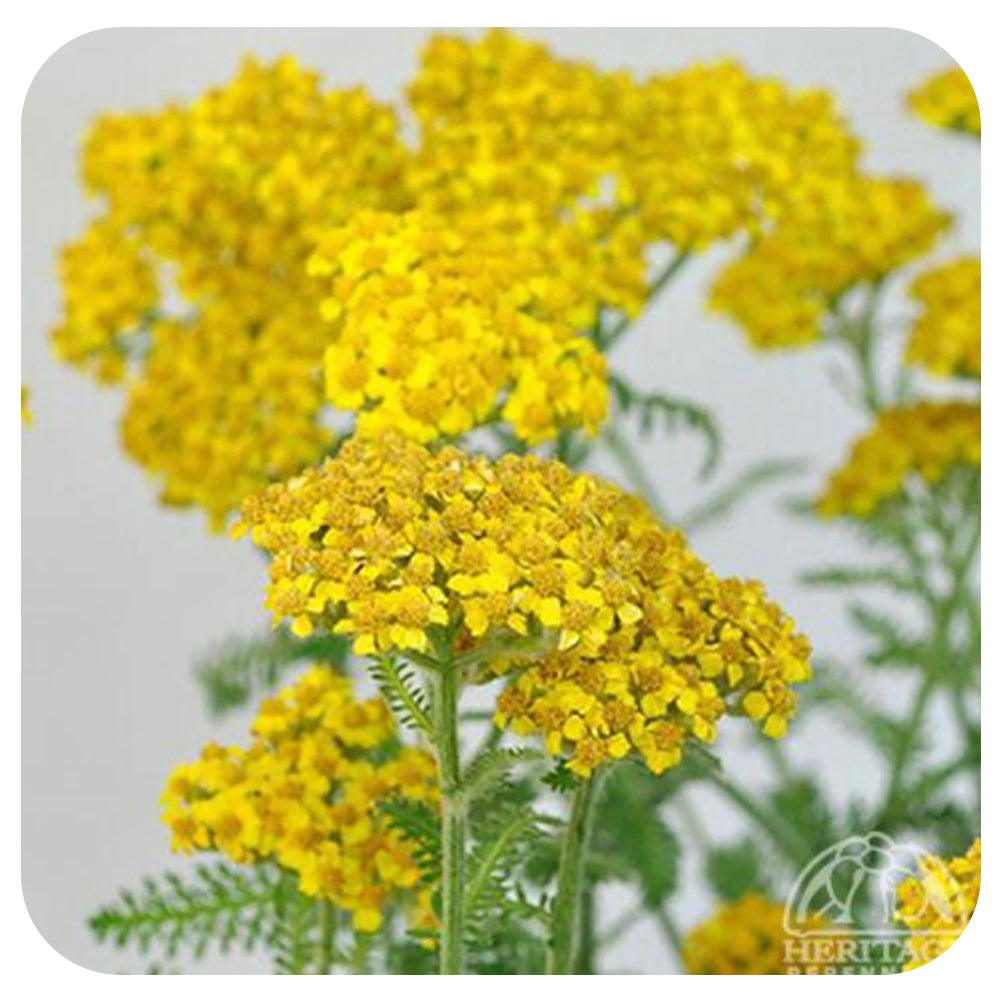 Yarrow 'Little Moonshine' (Achillea)