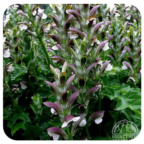 Hybrid Bear's Breeches Acanthus 'Morning Candle'