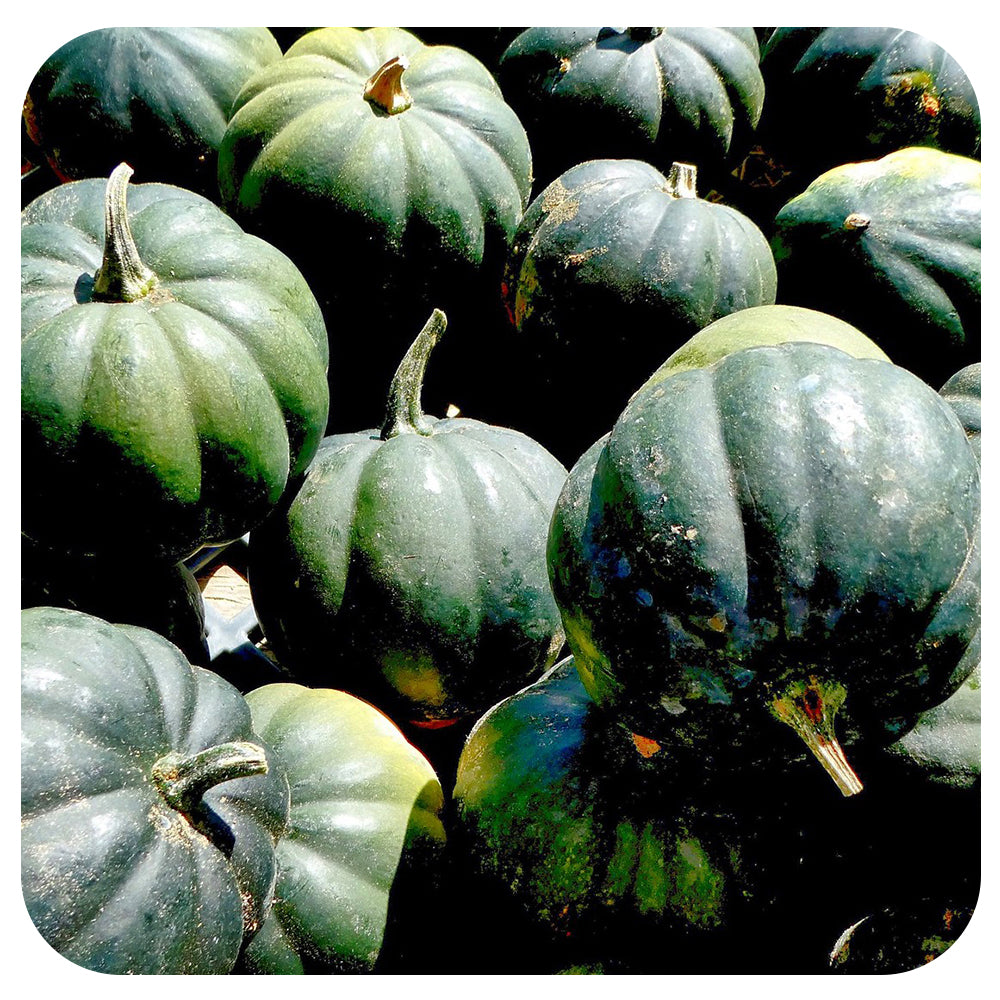 Acorn Squash (Organic)