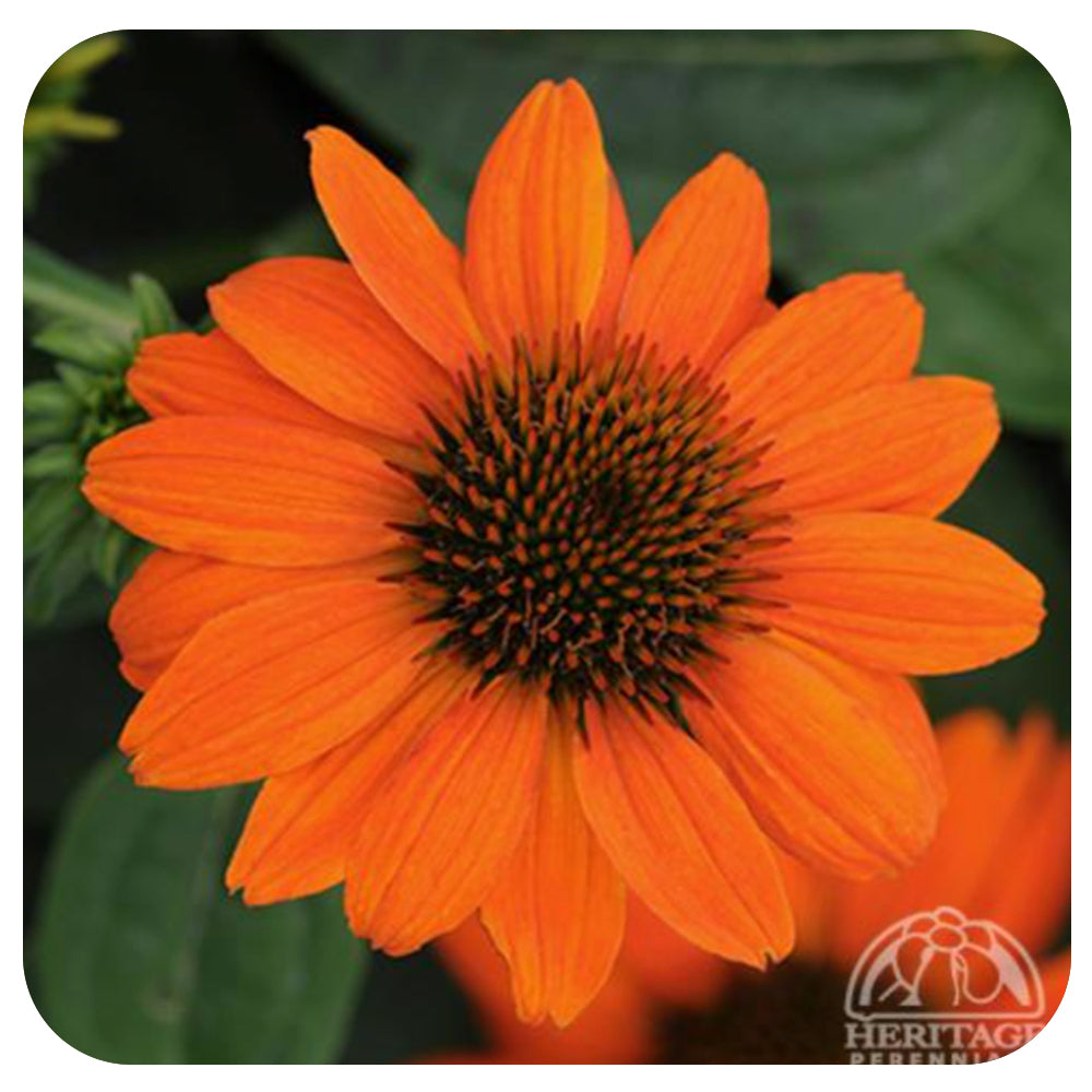 Echinacea Artisan 'Soft Orange'