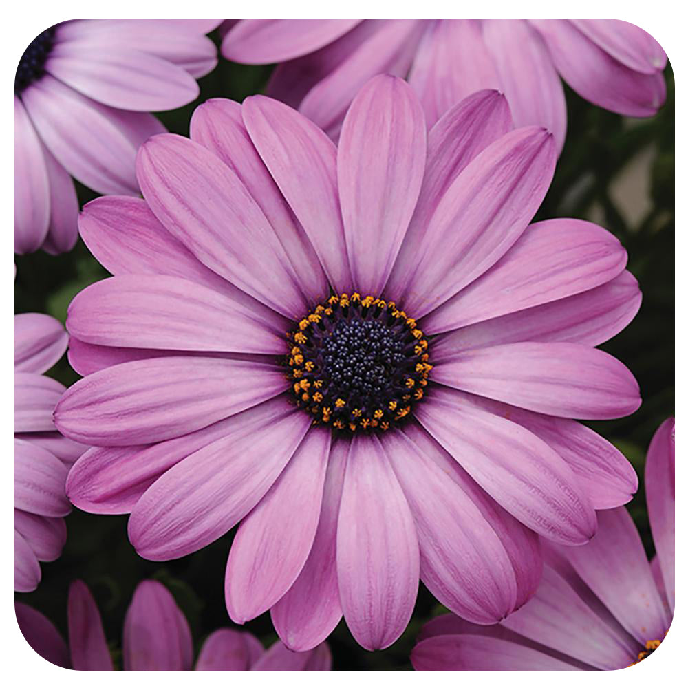 African Daisy (Osteospermum)