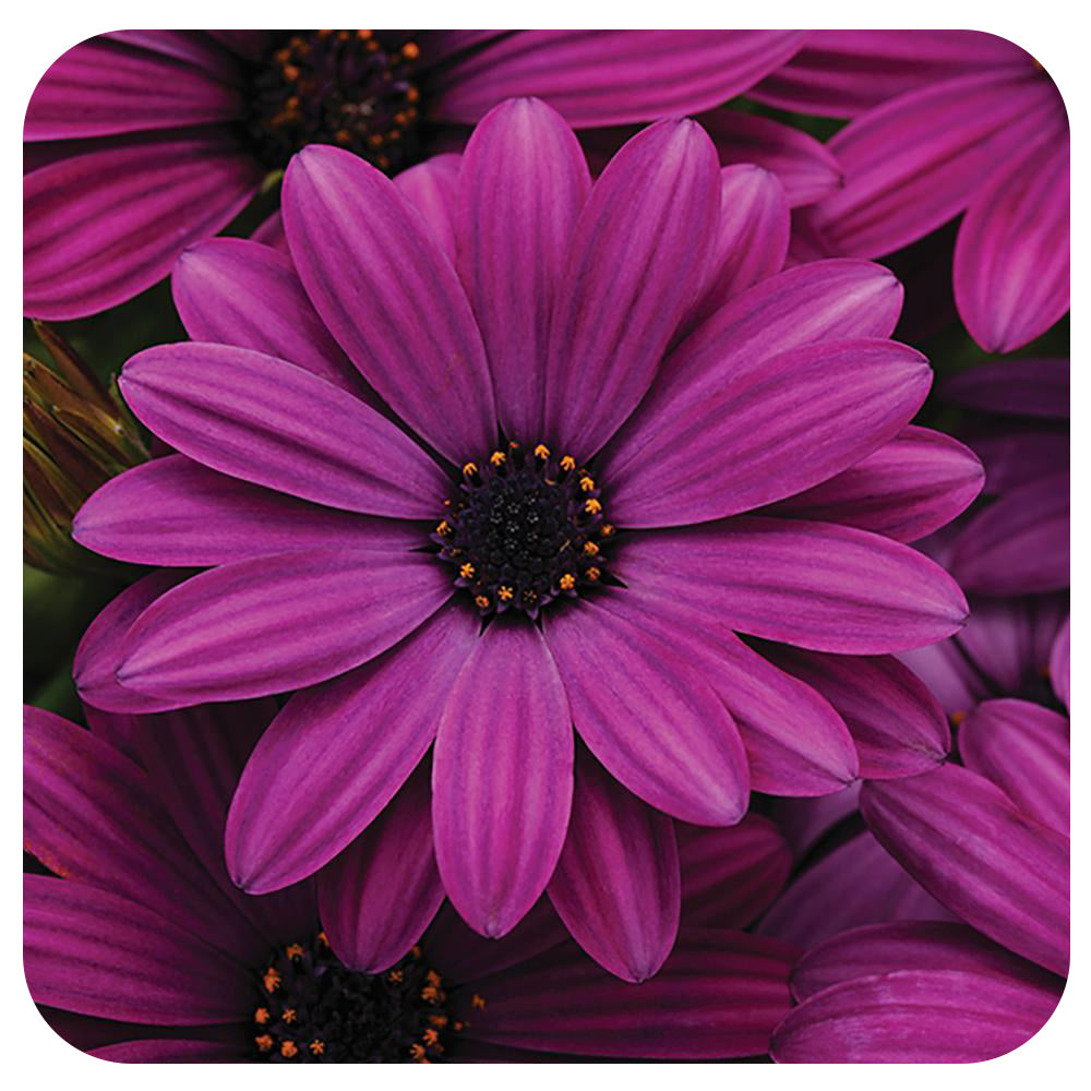 African Daisy (Osteospermum)