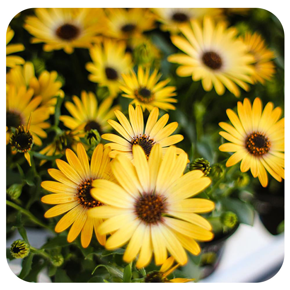 African Daisy (Osteospermum)