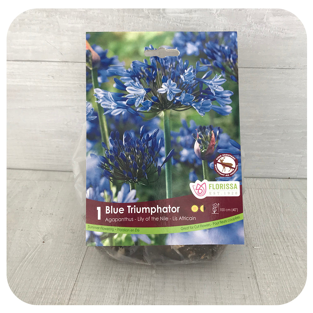 Agapanthus Triumphator