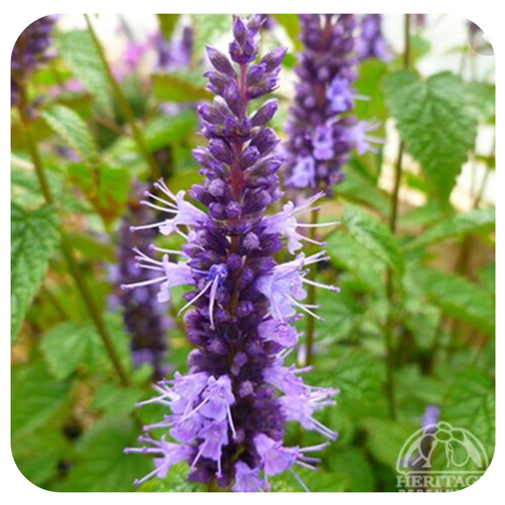 Agastache 'Little Adder' (Anise Hyssop)
