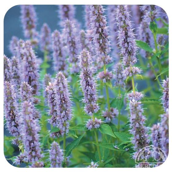Agastache 'Blue Fortune' (Anise Hyssop)