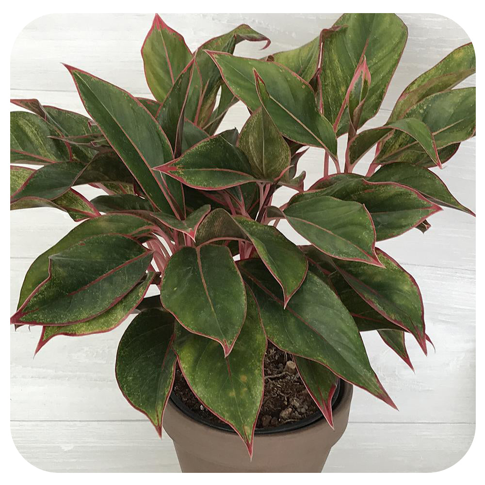 Aglaonema ‘Creta’ (Chinese Evergreen)