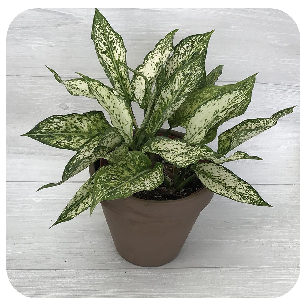 Aglaonema ‘Osaka’ (Chinese evergreen)