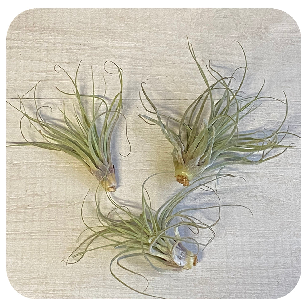 Oaxacana Tillandsia Air Plant