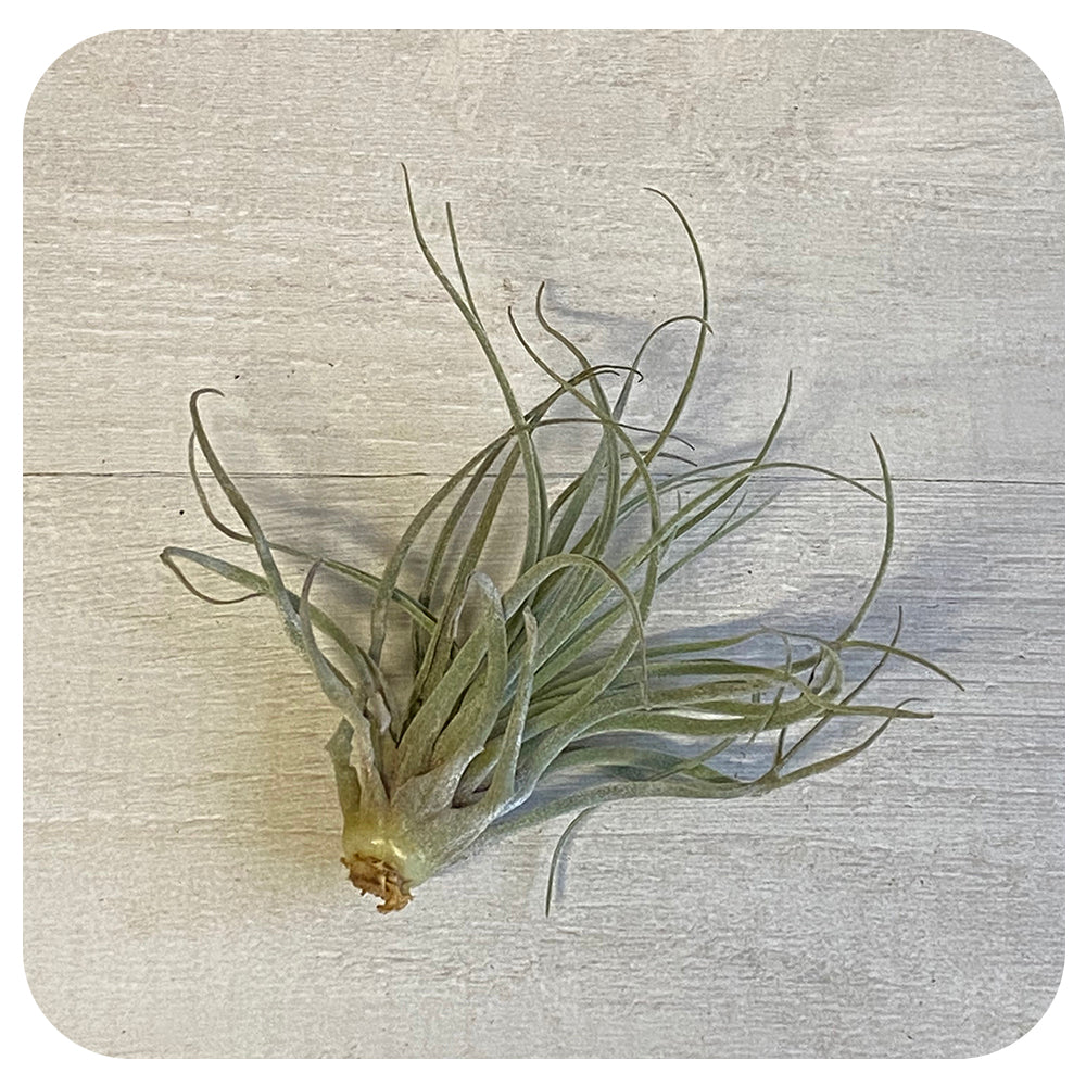 Oaxacana Tillandsia Air Plant