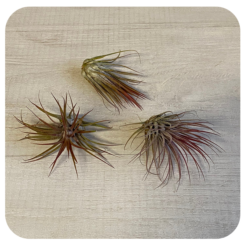 Ionantha Tillandsia Air Plant - Red