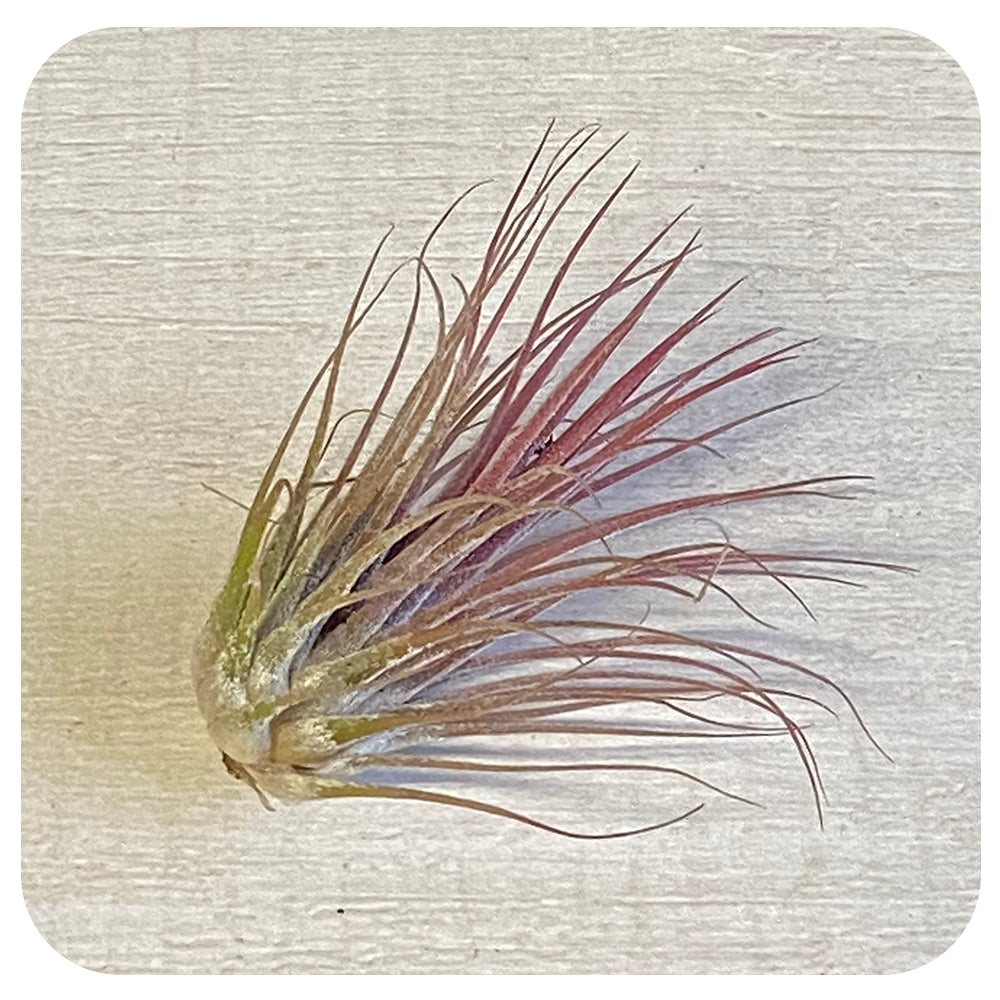 Ionantha Tillandsia Air Plant - Red