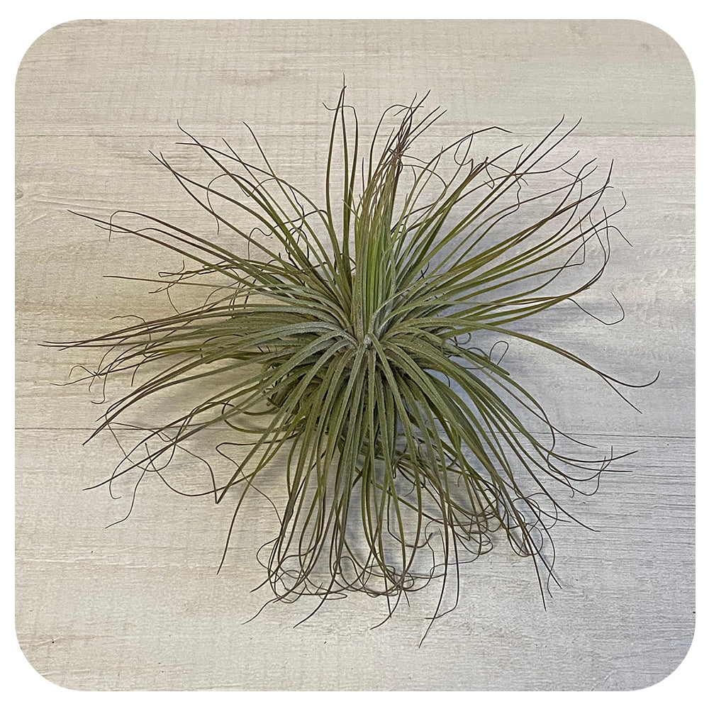magnusiana air plant Magnusiana Tillandsia Air Plant