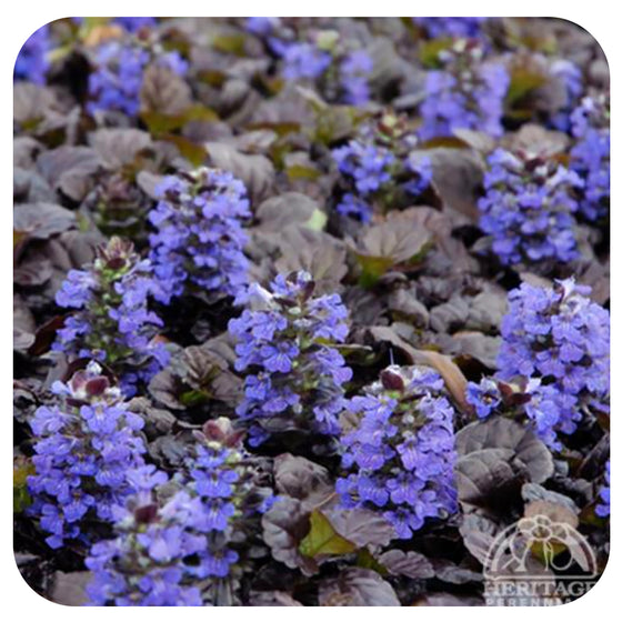 Carpet Bugle  'Black Scallop’ (Ajuga Reptans)