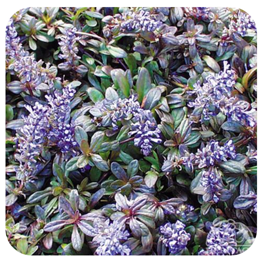 Ajuga 'Chocolate Chip' (Carpet Bugle)