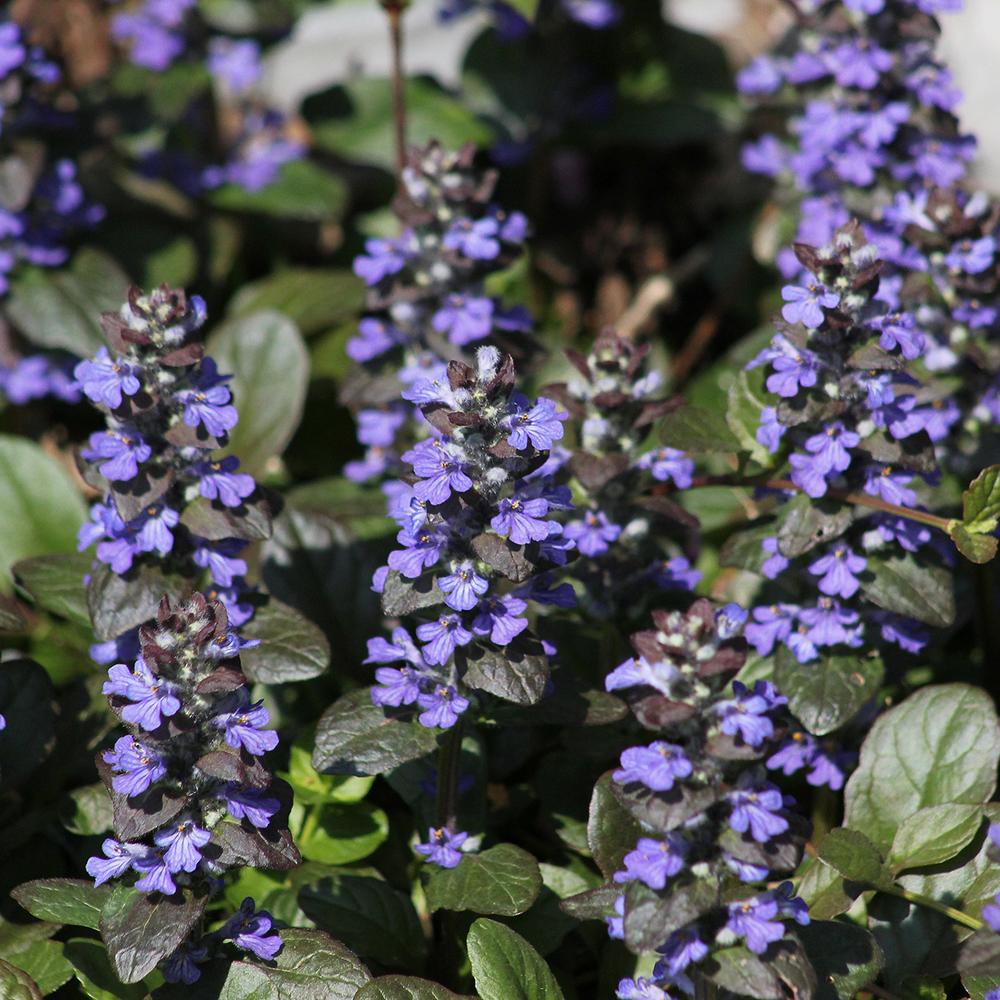 Ajuga reptans 'Mahogany Form' (Carpet Bugle)