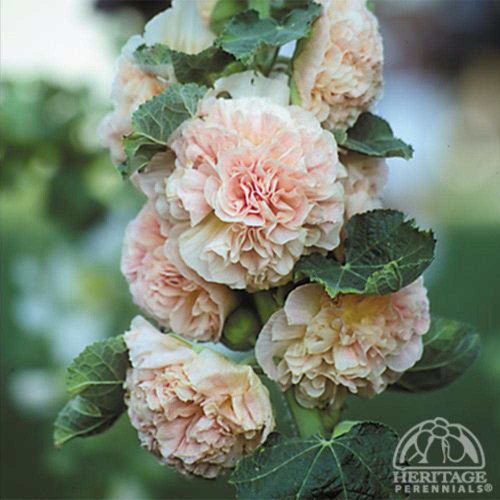 Alcea rosea 'Chater's Rose' ROSE HOLLYHOCK - SeedScape