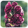 Alcea roses 'Chater's Maroon' (Double hollyhock)
