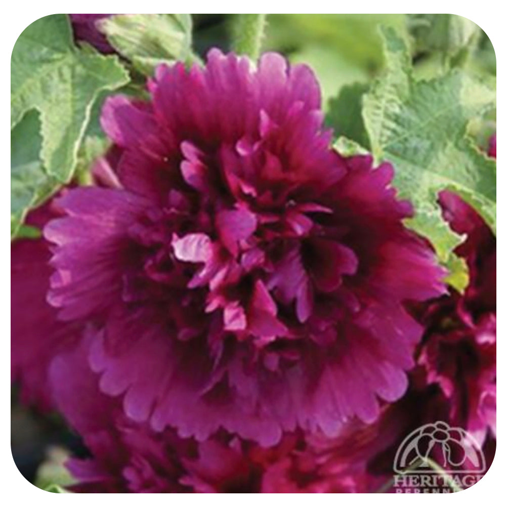 Alcea rosea 'Queenie Purple' - Davenport Garden Centre