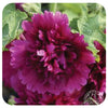 Alcea rosea 'Queenie Purple'