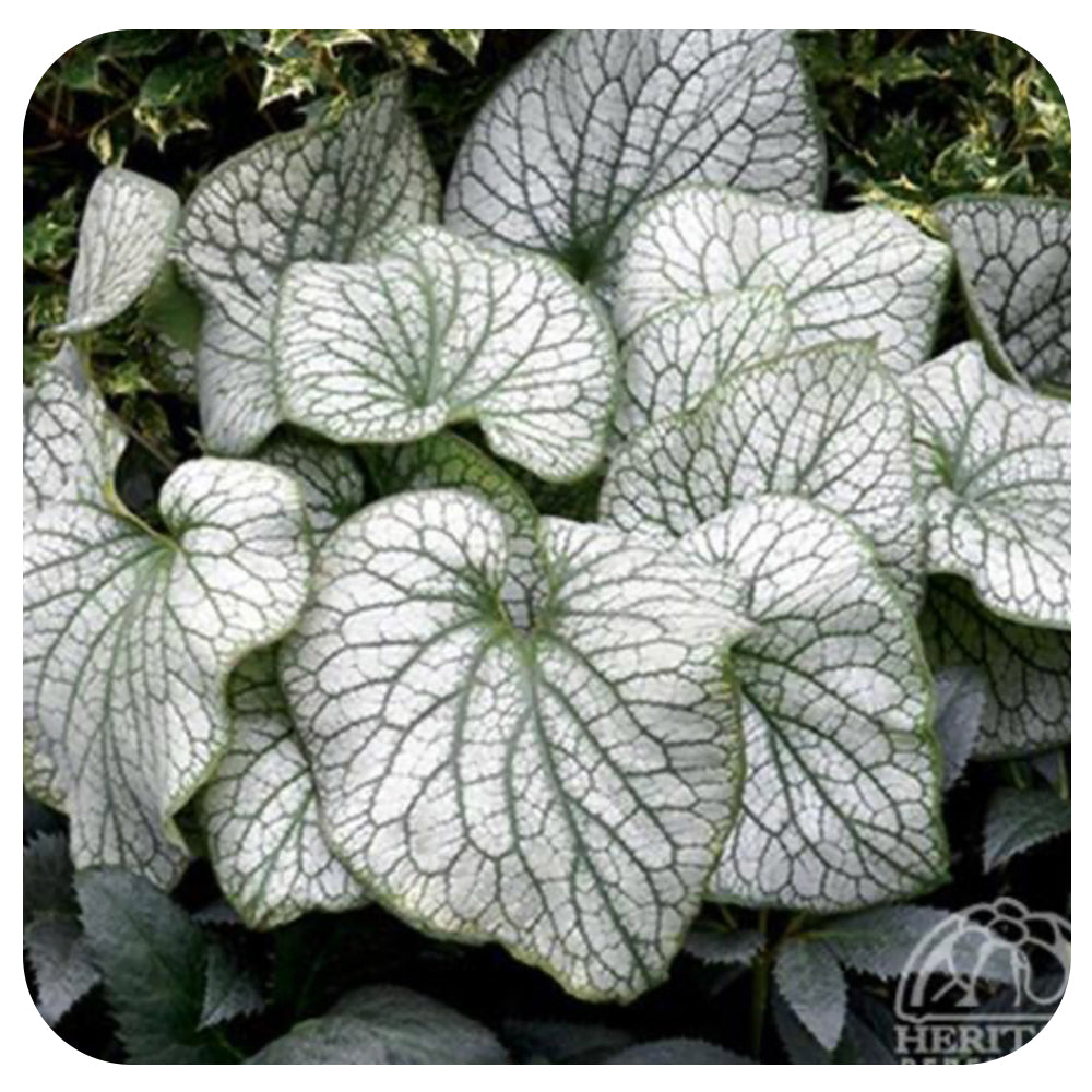 Brunnera macrophylla 'Alexander's Great" (Siberian bugloss)