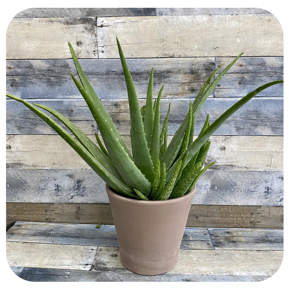Aloe Vera (Aloe Barbadensis)