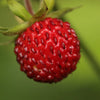 Strawberry Alpine - Organic