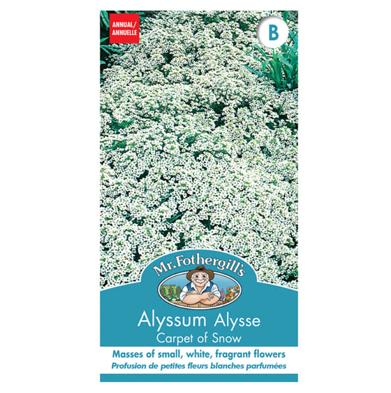 Alyssum 'Carpet of Snow' Seeds