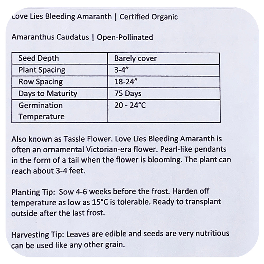 Amaranth Love Lies Bleeding Seeds (Organic)
