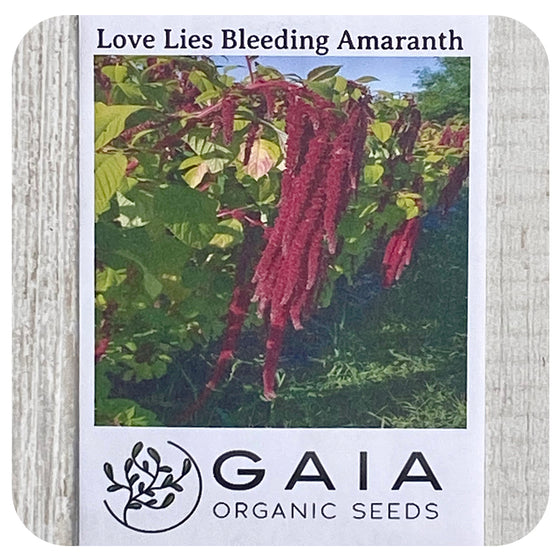Amaranth Love Lies Bleeding Seeds (Organic)