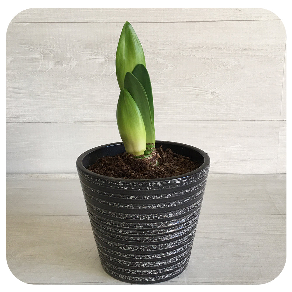 Sprouted Amaryllis (Multi-bloom)