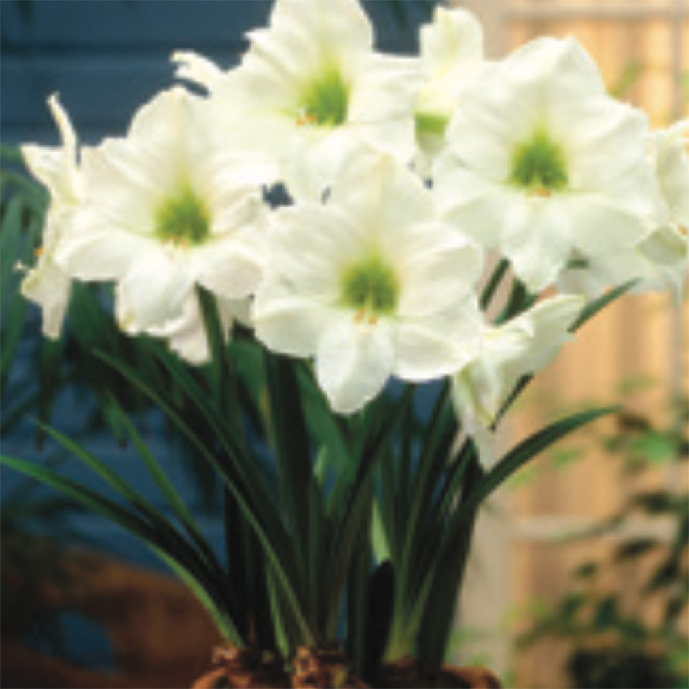 Amaryllis Mont Blanc