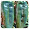 Ancho Poblano Hot Pepper Seeds (Organic)