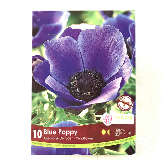 Anemone 'De Caen Blue Poppy'