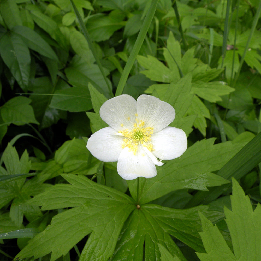 Canada Anemone (Anemone canadensis) NATIVE PERENNIAL
