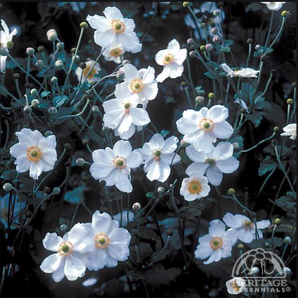 Anemone 'Honorine Jobert' (Japanese Anemone) - Davenport Garden Centre